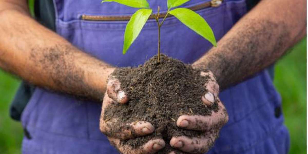 Phosphat Dünger für starke Wurzeln und optimale Blüte